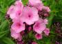 PHLOX - Brumarele - imagine 74279